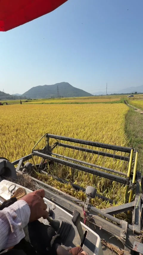 Interior cabin view shows forward movement across a rice field during harvesting 库存影片 333689812