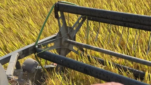 Interior cabin view shows the header cutting rice plants during harvesting. Prec Stock Footage 338000853
