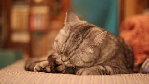 Interior. cat is washing itself Portrait white kitty Lying in bed. 库存影片 295410771