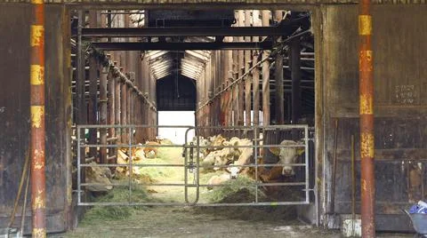 Interior of cattle barn with feeding cows in stable row, agricultural production Stock Photos