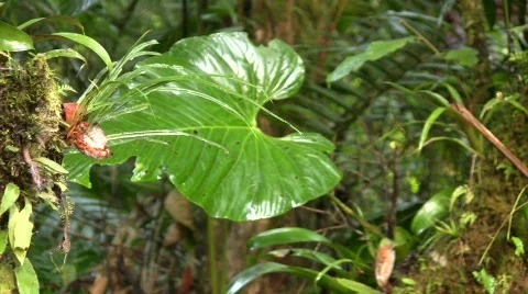 Interior of cloudforest in Western Ecuador Stock Footage
