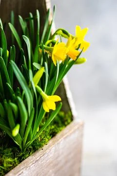 Interior composition with yellow daffodils Stock Photos