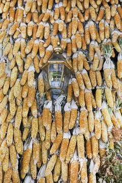 Interior decor featuring dried corn cobs hung on the wall. Stock Photos