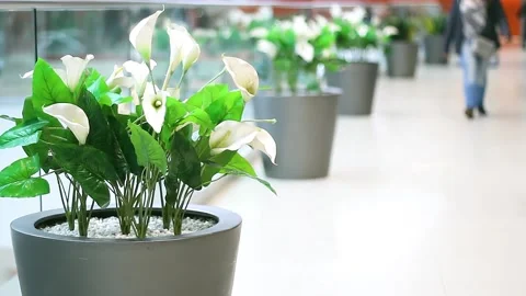 Interior decoration of flower compositions with calla lilies in shopping mall Video stock 139801538