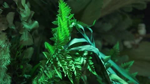 Interior decoration with green leaves with the help of rgb lights. Stock Footage 148946406