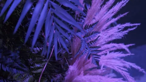 Interior decoration with green leaves with the help of rgb lights. Stock Footage 149592861
