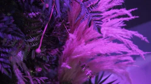 Interior decoration with green leaves with the help of rgb lights. Stock Footage 150062352