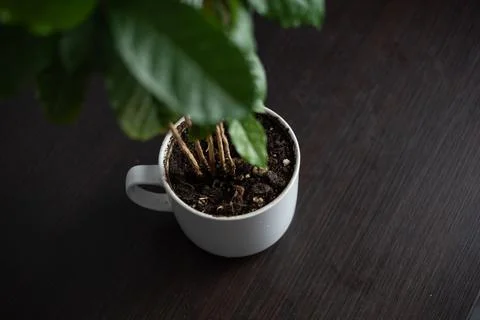 Interior design, coffee house tree in white pot on gray wall background Stock Photos