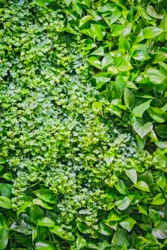 Interior design, panels of grass and plants on the wall, decoration texture o Stock Photos