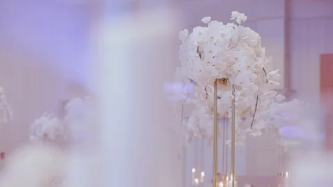 Interior Design. White Orchids In Weight. Video stock 110755906