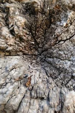 Interior of a dry old stick Foto stock