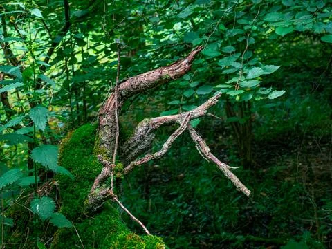 The interior of a forest with lots of greenery and moss on the branches and.. 스톡 사진