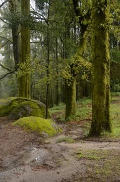 Interior of a forest with a small stream of water Stock Photos