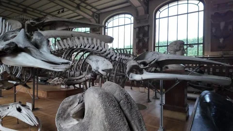 Interior of Gallery of Paleontology and Comparative Anatomy, Museum of Natural Stock Footage 304523456