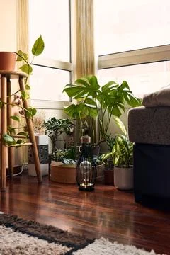 Interior garden Stock Photos