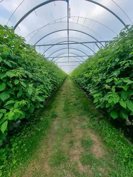 Interior of a Greenhouse with Rows of Leafy Plants and Dirt Pathway Stock Photos