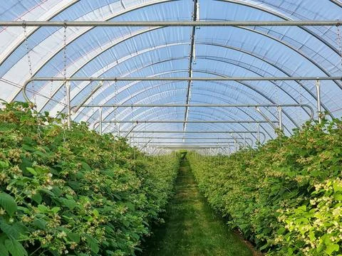 Interior of a Greenhouse with Rows of Raspberry Plants and Arched Roof Stock Photos