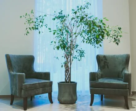 Interior hall tree and two green chairs near the window Foto stock