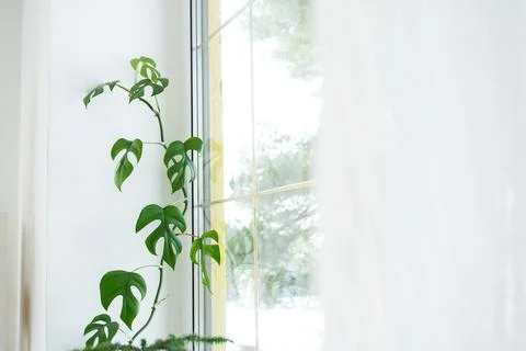 The interior of the house with large windows with a layout and home plants .. Foto stock