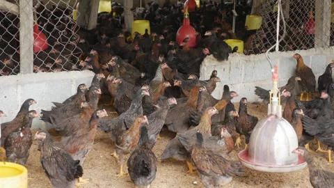 Interior of a large chicken farm shows mass housing, uniform infrastructure, and Video stock 325035003