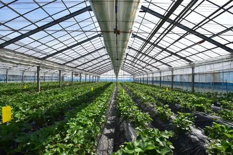 Interior of Large Greenhouse with Rows of Crops Fotos Stock
