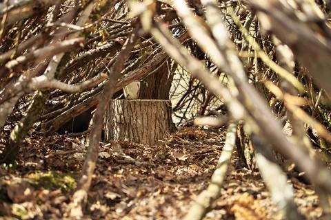 Interior of lean-to tree fort treehouse tree house an adolescent girl built Foto stock