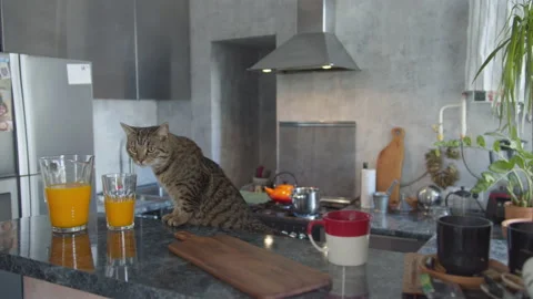 Interior of modern kitchen, cute cat on table. Carefree cute cat climbed on Stock Footage 134266130