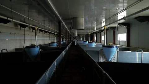 Interior of new empty pig farm with modern equipment for feeding livestock 스톡 동영상 98106829