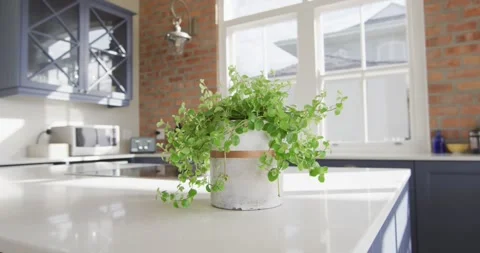 Interior of open plan kitchen and dining room with plant on countertop Stock Footage 338058937