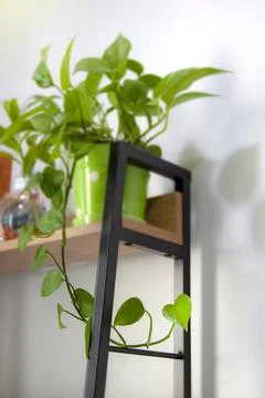 An interior plant Stock Photos