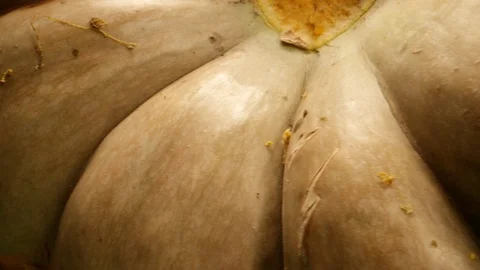 Interior of a Pumpkin Rotating in Extreme Close Up Video stock 126769998