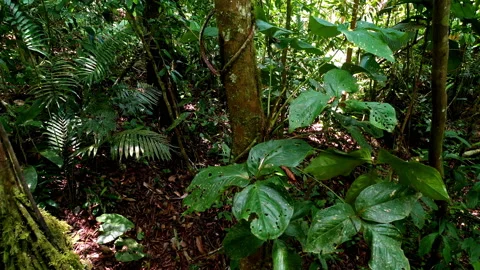 Interior of a rainforest: moving up to show the forest floor covered in leaves Stock Footage 236788814