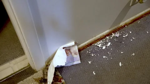 Interior repair, peeling border, wallpaper removal, renovation project Stock Footage 306573256