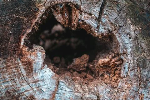 Interior of a rotten trunk of a tree Stock Photos