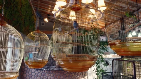 Interior setting featuring decorative hanging bird cages and warm ambiance 스톡 동영상 332039793