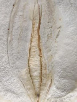 Interior Structure of Durian Fruit Photos