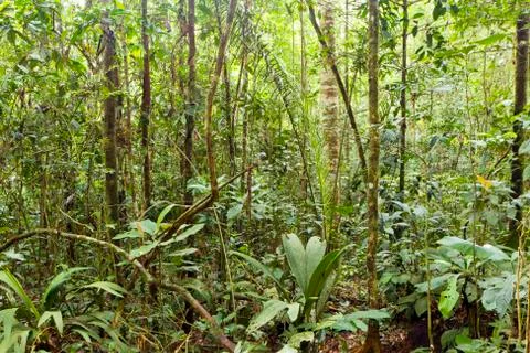 Interior of triopical rainforest in ecuador Stock Photos