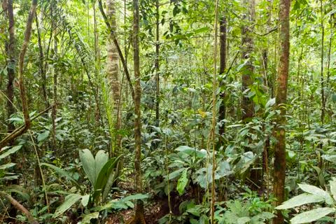 Interior of triopical rainforest in ecuador Stock Photos