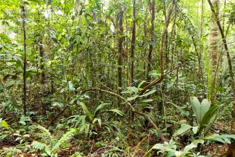 Interior of triopical rainforest in ecuador Stock Photos