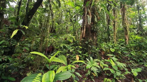 Interior of tropical rainforest in the Ecuadorian Amazon. Stock Footage 40342208
