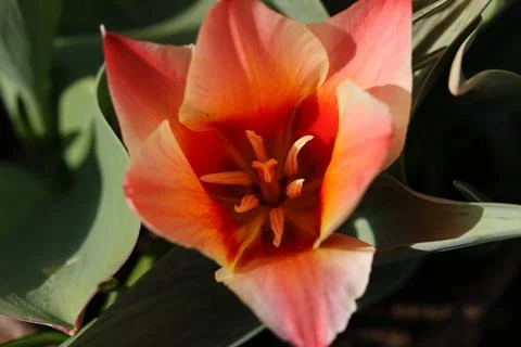 Interior of a tulip flower in the spring sun. Stock Photos
