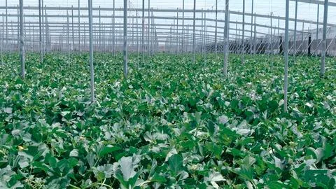 Interior view of large nurseries for growing vegetables Stock Photos