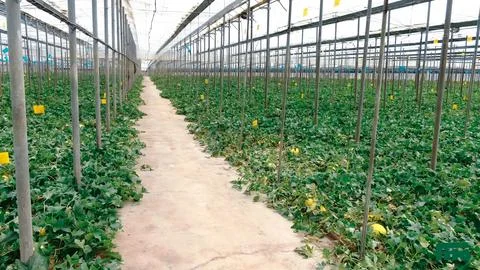 Interior view of large nurseries for growing vegetables Stock Photos