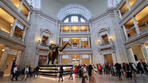 Interior view of the lobby of Smithsonian National Museum of Natural History Stock Footage 177029573