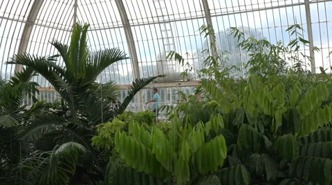 Interior view of Palm Tree House Kew Gardens, London Stock Footage 66031440