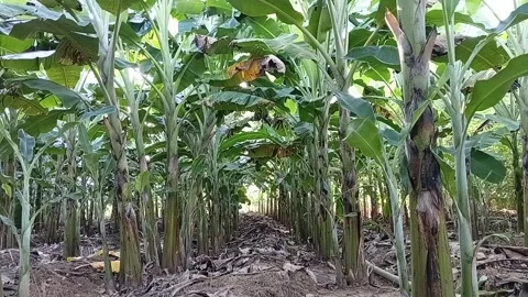 Interior View of a Well-Maintained Banana Plantation – Banana Trees Video stock 326057867