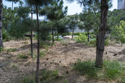 Interior view of a young pine forest with parallel tree trunks Stock Photos