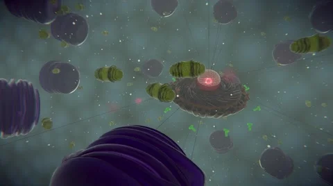 Interior visualization of an eukaryotic cell with cutaway view of nucleus. Stock-Footage 63746115