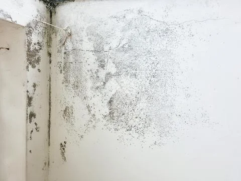 Interior wall corner with extensive black mold growth Stock Photos