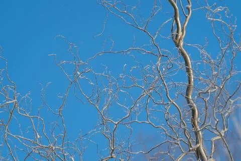 Interlaced branches creating intricate linework, graphic composition against  Foto stock